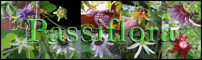 Passiflora.li - Die Seite um Passiflora, Sukkulenten, Bambus und Exoten