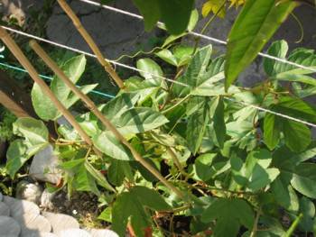 vitifolia